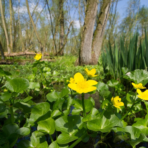 Biesbosch is Hollandse jungle | Frisse blik #3