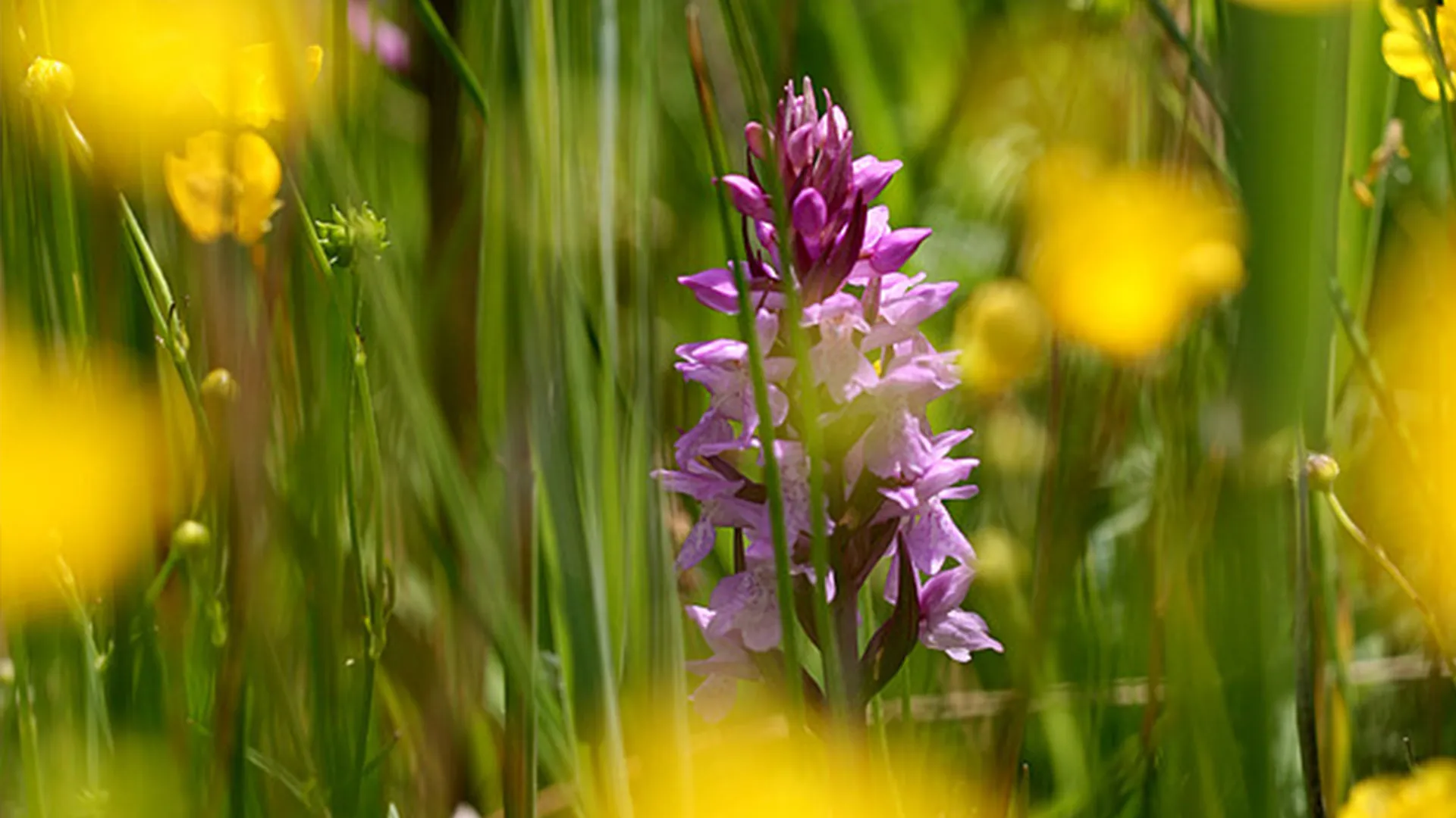 rietorchis_huubverbeek.jpg