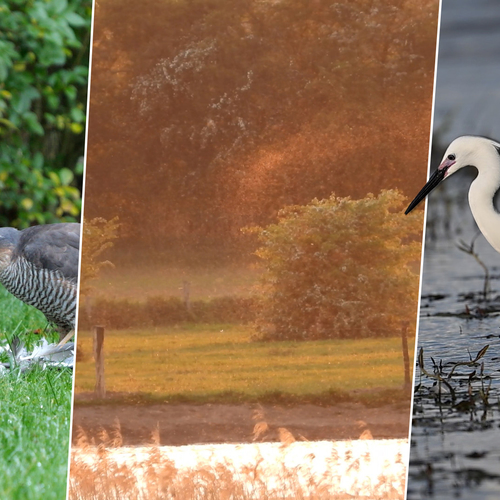 Afbeelding van Dansmuggen in het avondlicht, vissende kleine zilverreiger en paardenbloedzuiger