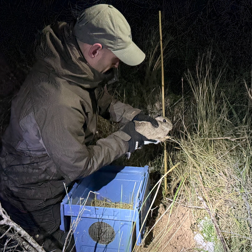 Afbeelding van Waternet verhuist konijnen om Nederlands duin te beschermen