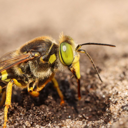 Op zoek naar het Insect van het Jaar: de zorgzame harkwesp