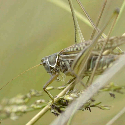Kleine wrattenbijter leeft tussen bommen en granaten