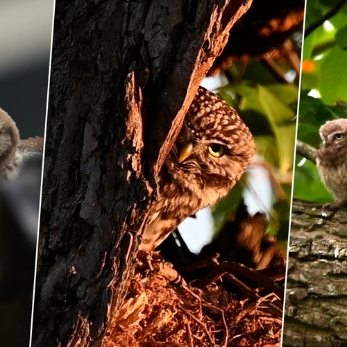 Afbeelding van Dit is het Jaar van de Steenuil!