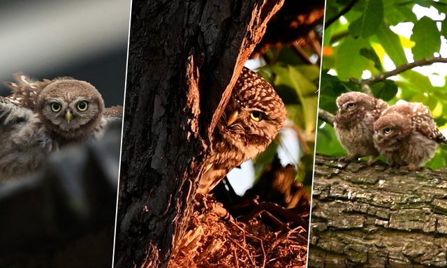 Afbeelding van Compilatie: dit is het Jaar van de Steenuil!