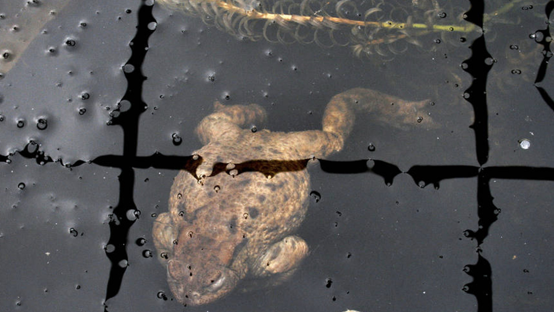 Opgezwollen pad onder het ijs