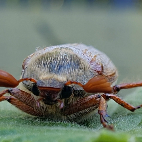 Afbeelding van Meikevers zijn weer uit de grond gekropen