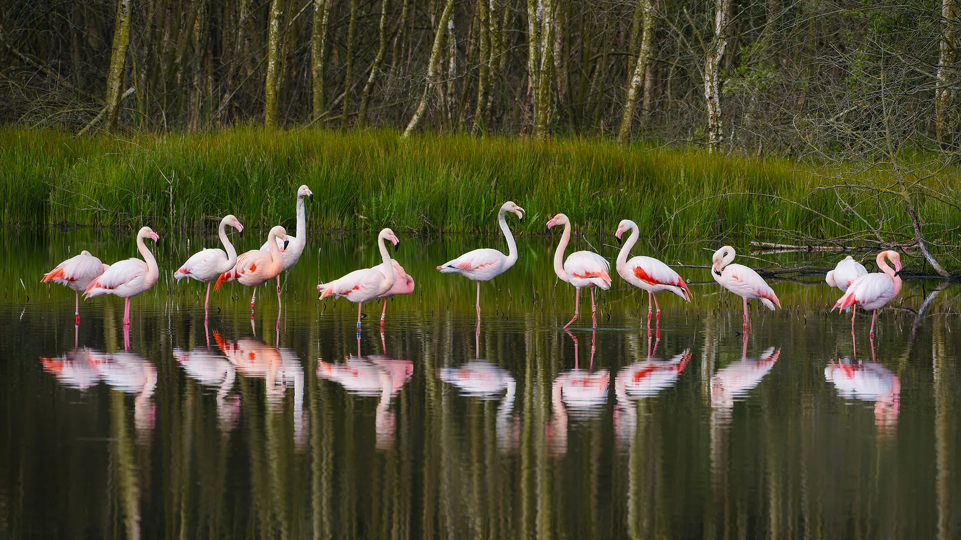Flamingo Zwillbrocker Venn