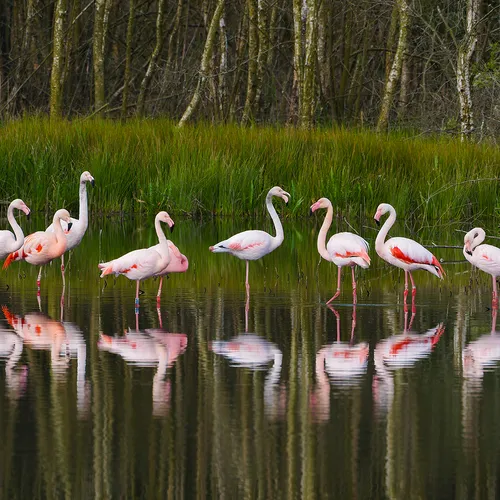 Afbeelding van Flamingo's in het Zwillbrocker Venn + fotoserie