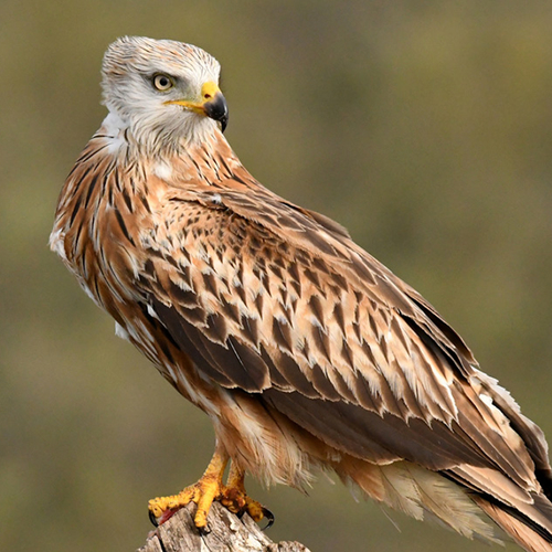 Afbeelding van De comeback van de rode wouw