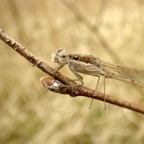 Afbeelding van Winterjuffers bij de Kuinderplas