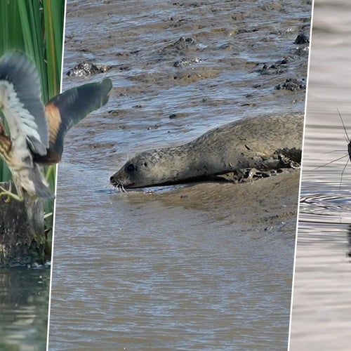 Afbeelding van Glijdende zeehond, jagende woudaap en neushoornkever