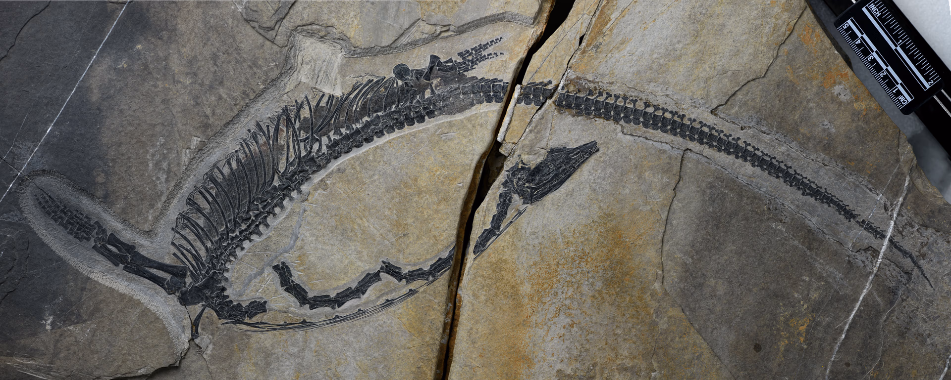 2_Fossil_Austronaga minuta_Copyright_Wei Wang