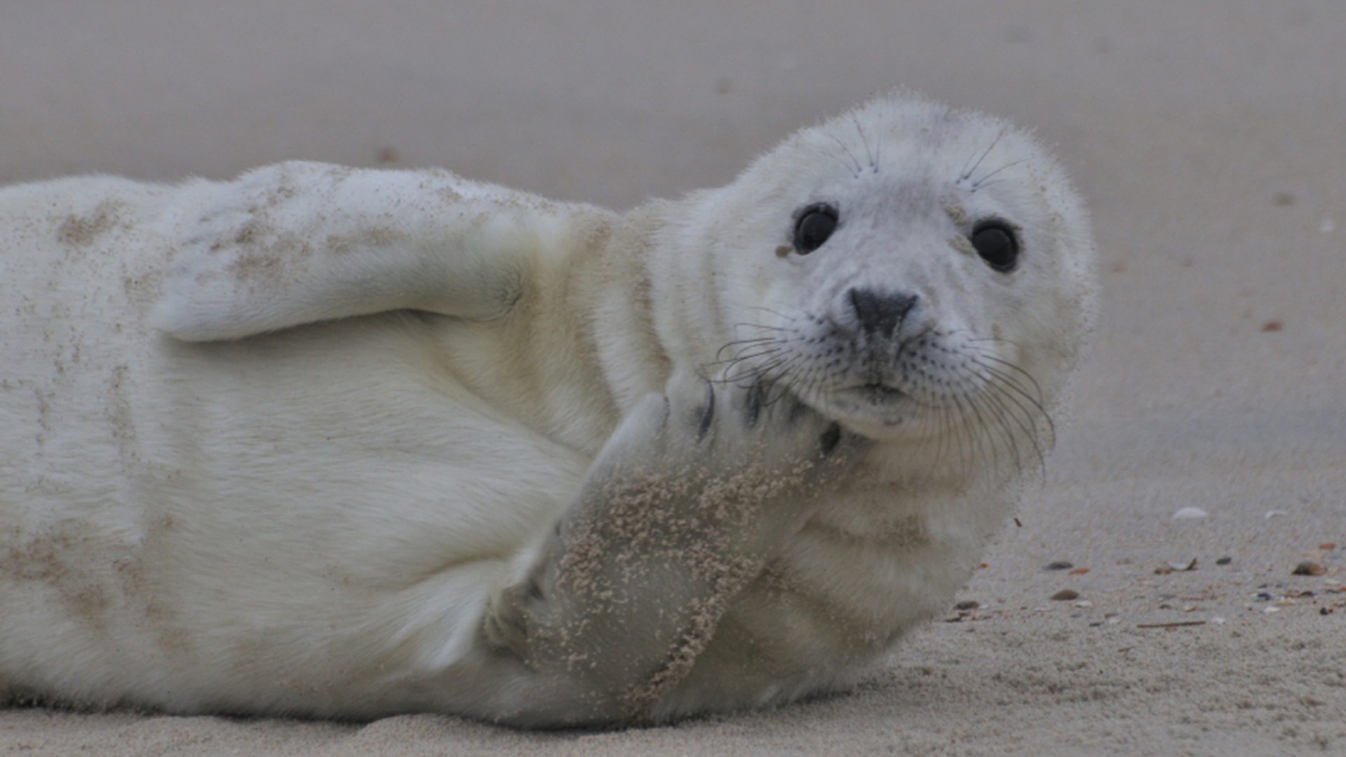 zeehond-klauw