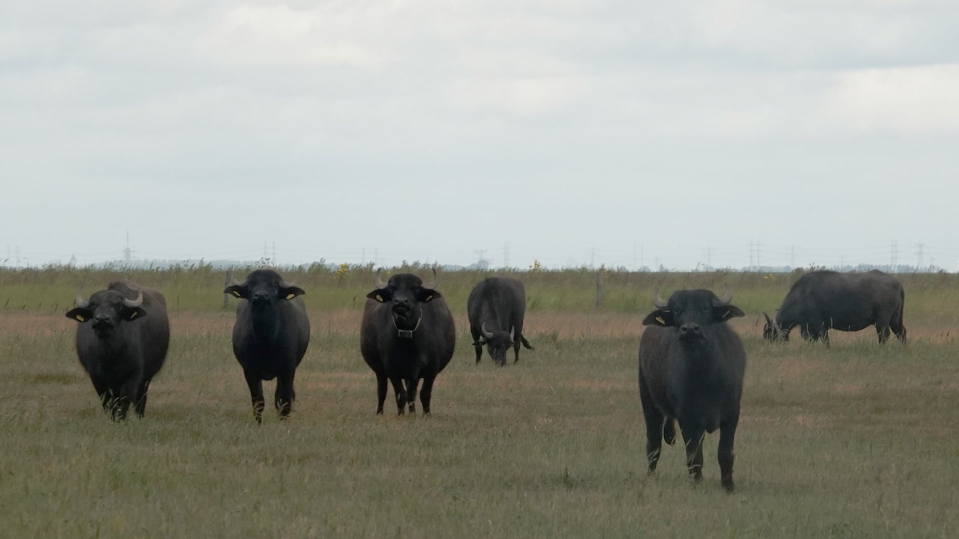 Verdronken Land van Saeftinghe
