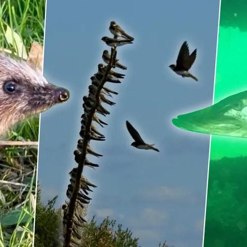Afbeelding van Opvliegende oeverzwaluwen, nieuwsgierige egel en snoek