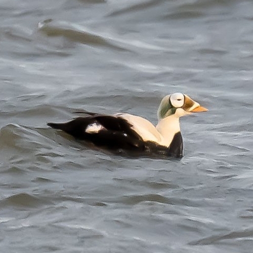 Afbeelding van Vogelaars massaal naar extreem zeldzame brileider op Texel