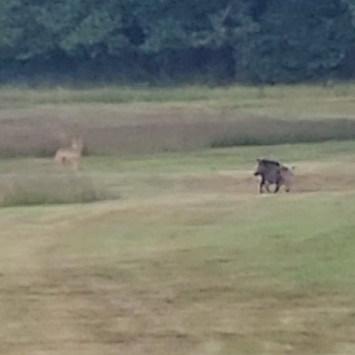Afbeelding van Wild zwijn jaagt wolven weg