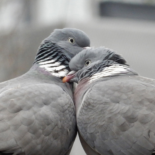 Op pad met Menno Bentveld: Roekoe