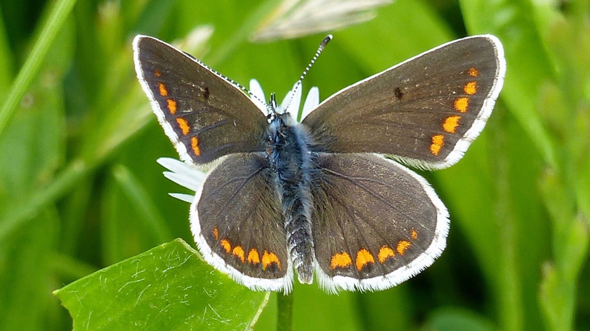icarusblauwtje vrouw