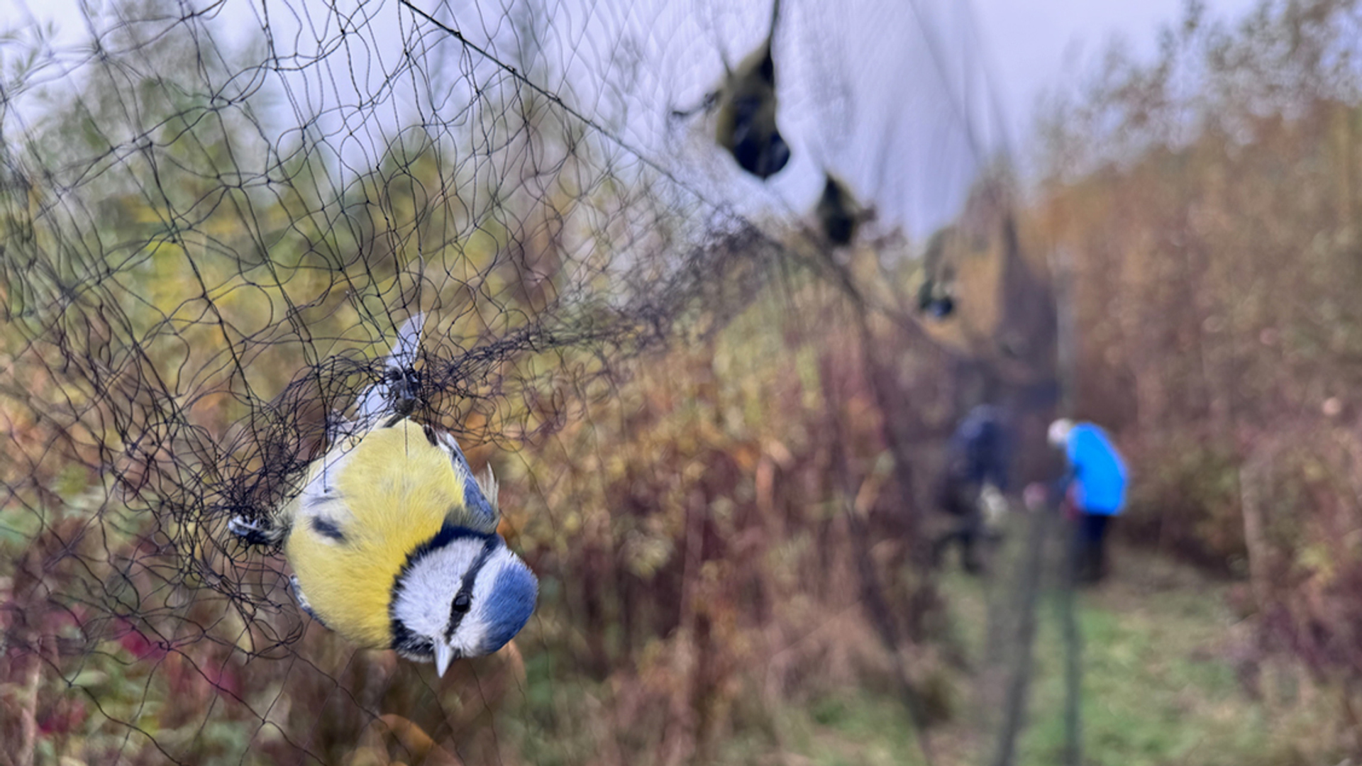 Pimpelmees in mistnet