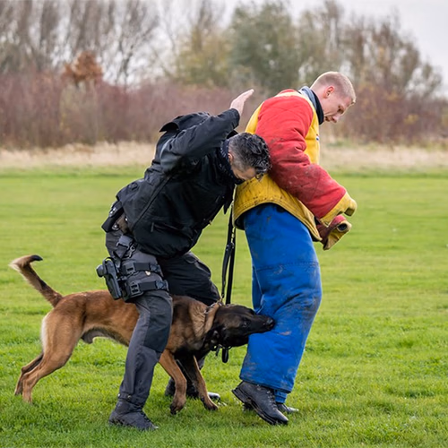 Afbeelding van Politiehonden toch getraind met verboden stroomhalsbanden