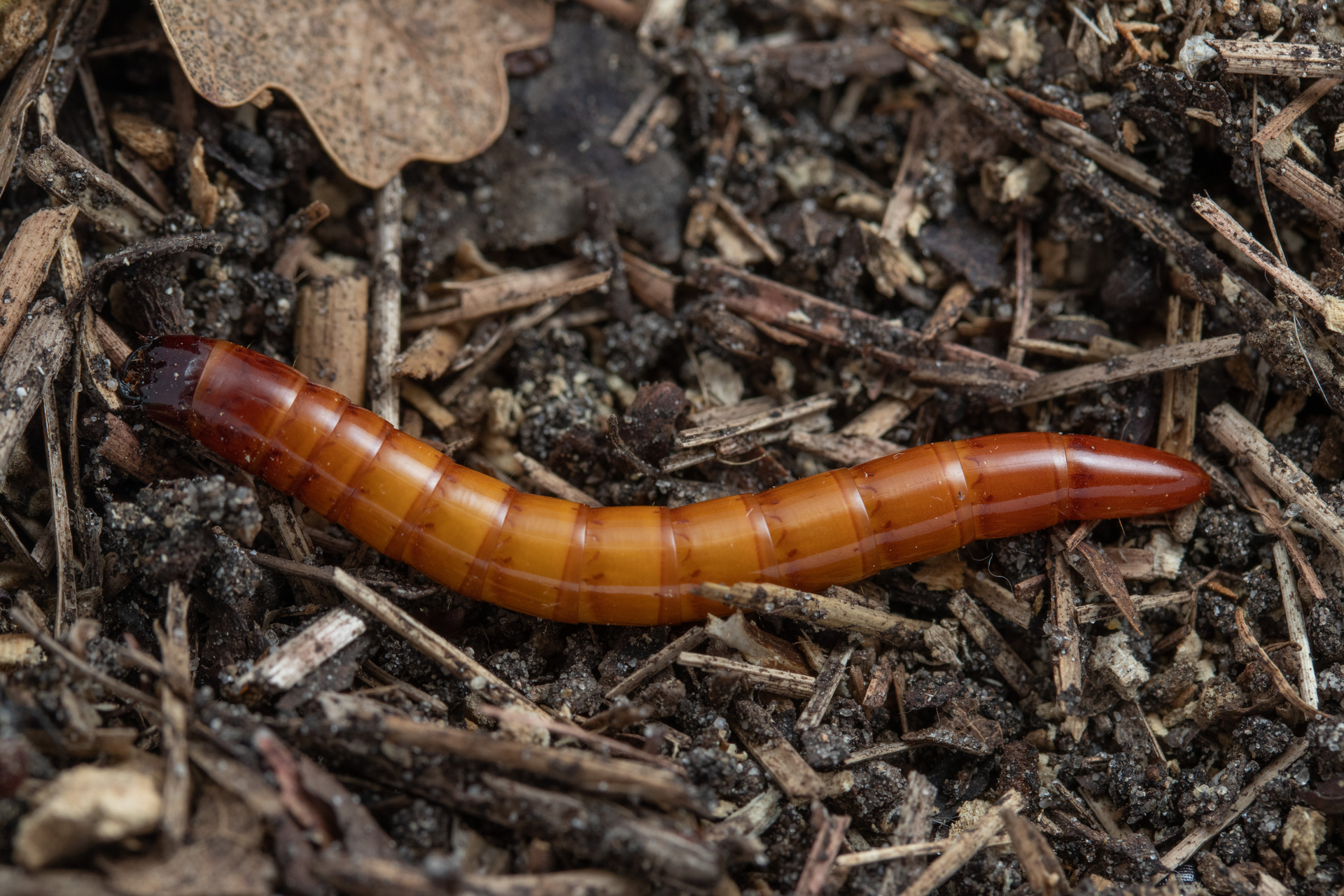 Elateridae Elater ferrugineus Larvae