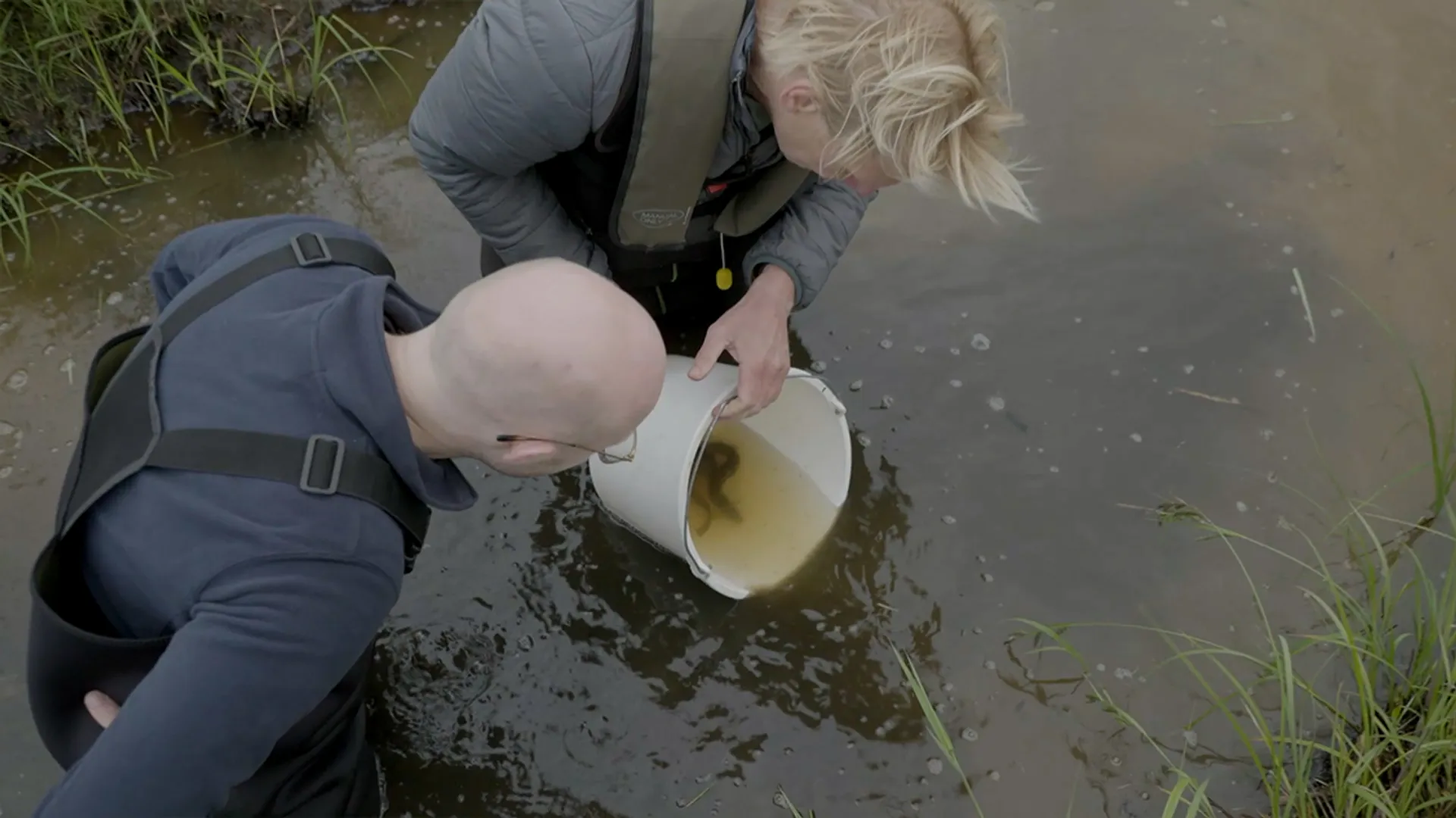 Grote modderkruipers weer uitzetten
