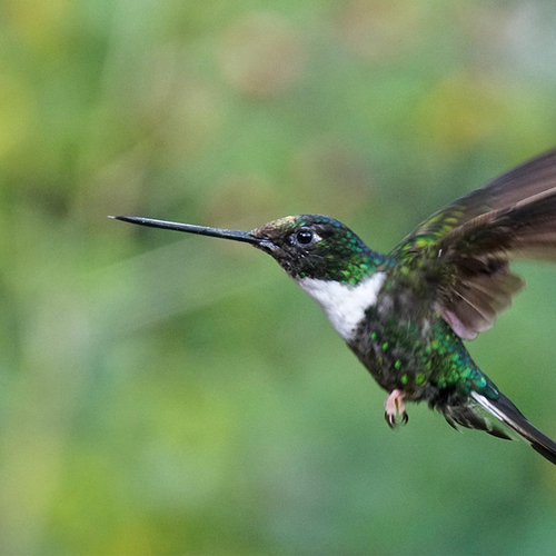Afbeelding van Internationale fenolijn 4 januari 2025