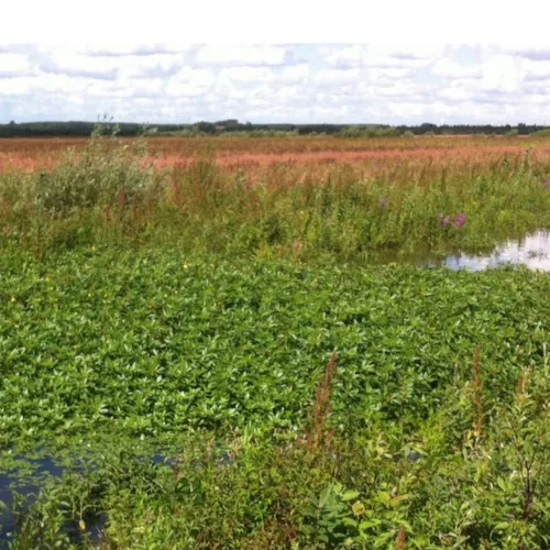 Afbeelding van Kan een oliescherm de waterteunisbloem in toom houden?