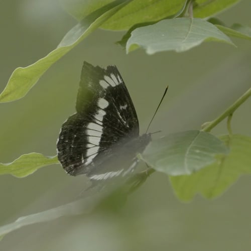 Afbeelding van Naaldbos voor de koempel, loofbos voor de ijsvogelvlinder