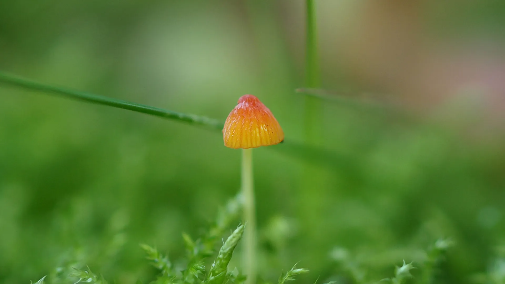 Oranje dwergmycena