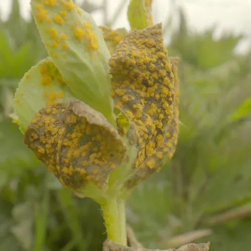 Afbeelding van Prachtige roestschimmels op planten