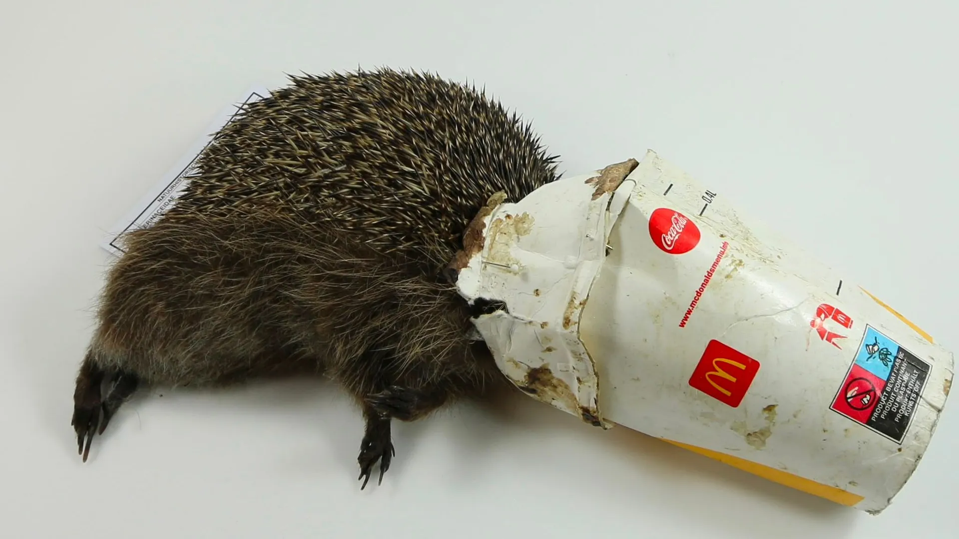 Milkshake egel