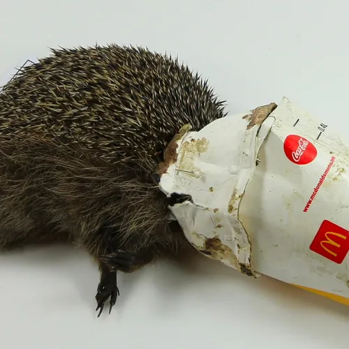 Afbeelding van ‘Milkshake-egel’ in Rotterdam toont gevaar van zwerfafval