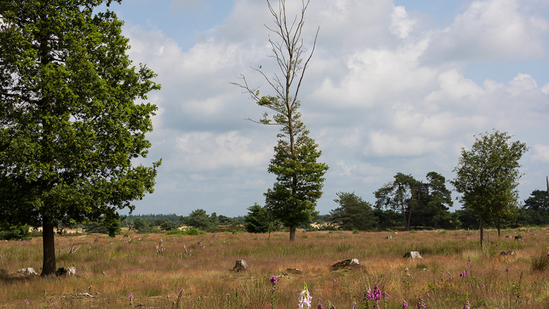 Aekingerzand, Drents-Friese Wold