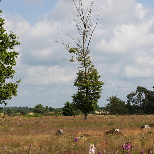 Afbeelding van Voor tweede dag op rij dode wolf gevonden in Drenthe