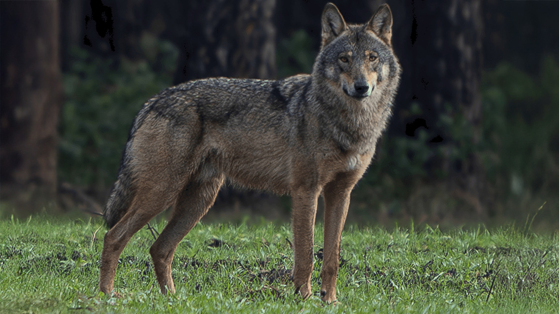 Wolf op de veluwe