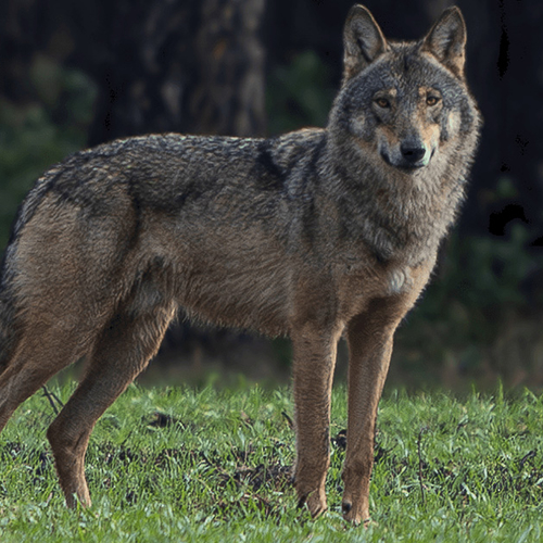 Rechter besluit: provincie Utrecht mag bijtende wolf afschieten