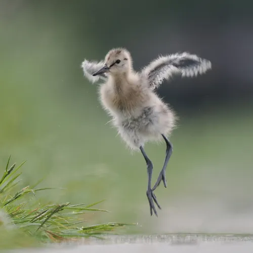 Afbeelding van Boerennatuur 10 jaar: kwart van de boeren doet aan agrarisch natuurbeheer