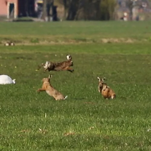 Wedstrijd om een vrouwtje: rammelaars zitten moer achterna