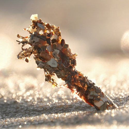 De schelpkokerworm is een echte biobouwer + filmpje