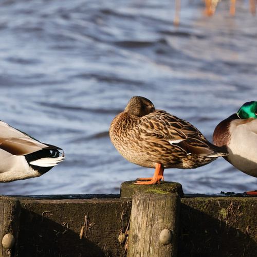 Acht bedrijven beboet voor het ruw vangen van eenden
