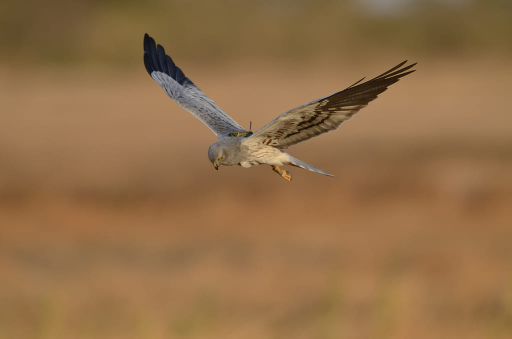 Oerverzwaluw Biesbosch Boswachter Duurzaam Vliegen Fenolijn En Alle