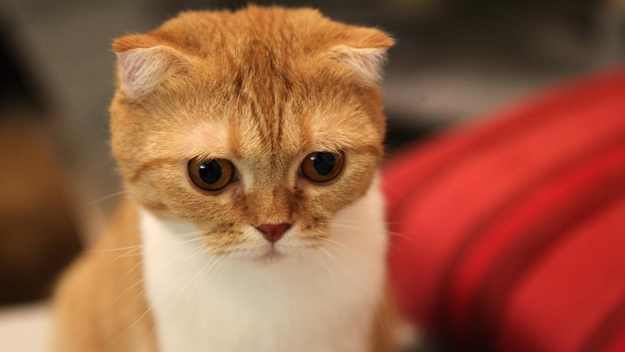 cat-g86e7d7297_1920