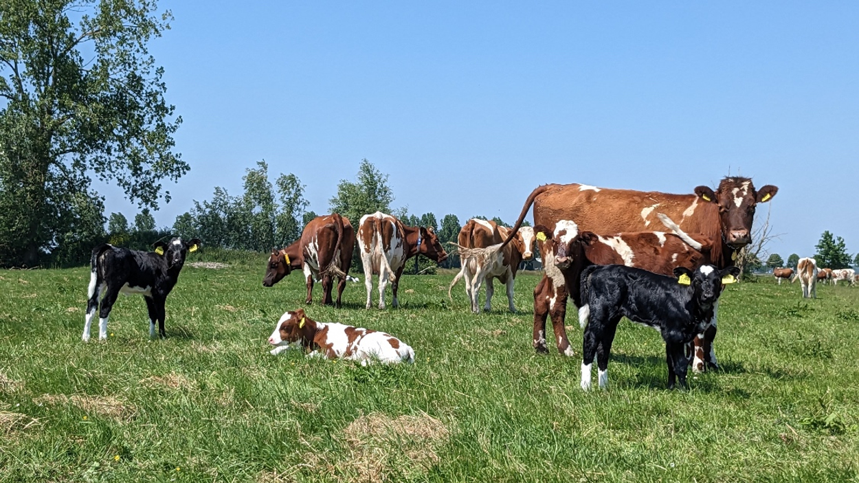 kalf in weitje