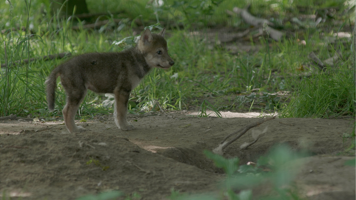 Wolf
