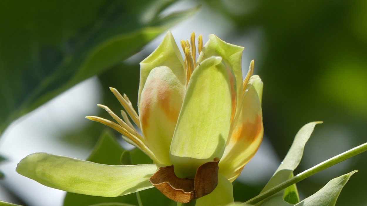 bloem_tulpenboom_5d0de54572fb5_large