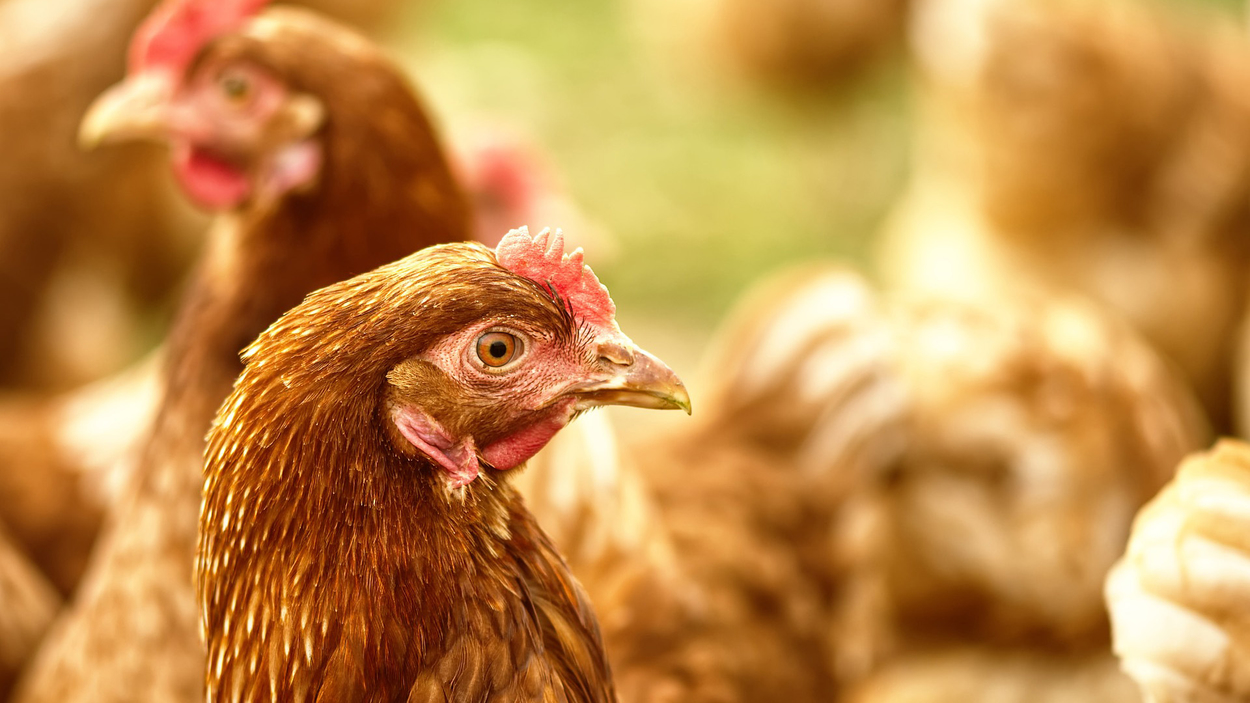 chicken-g27061c86f_1920