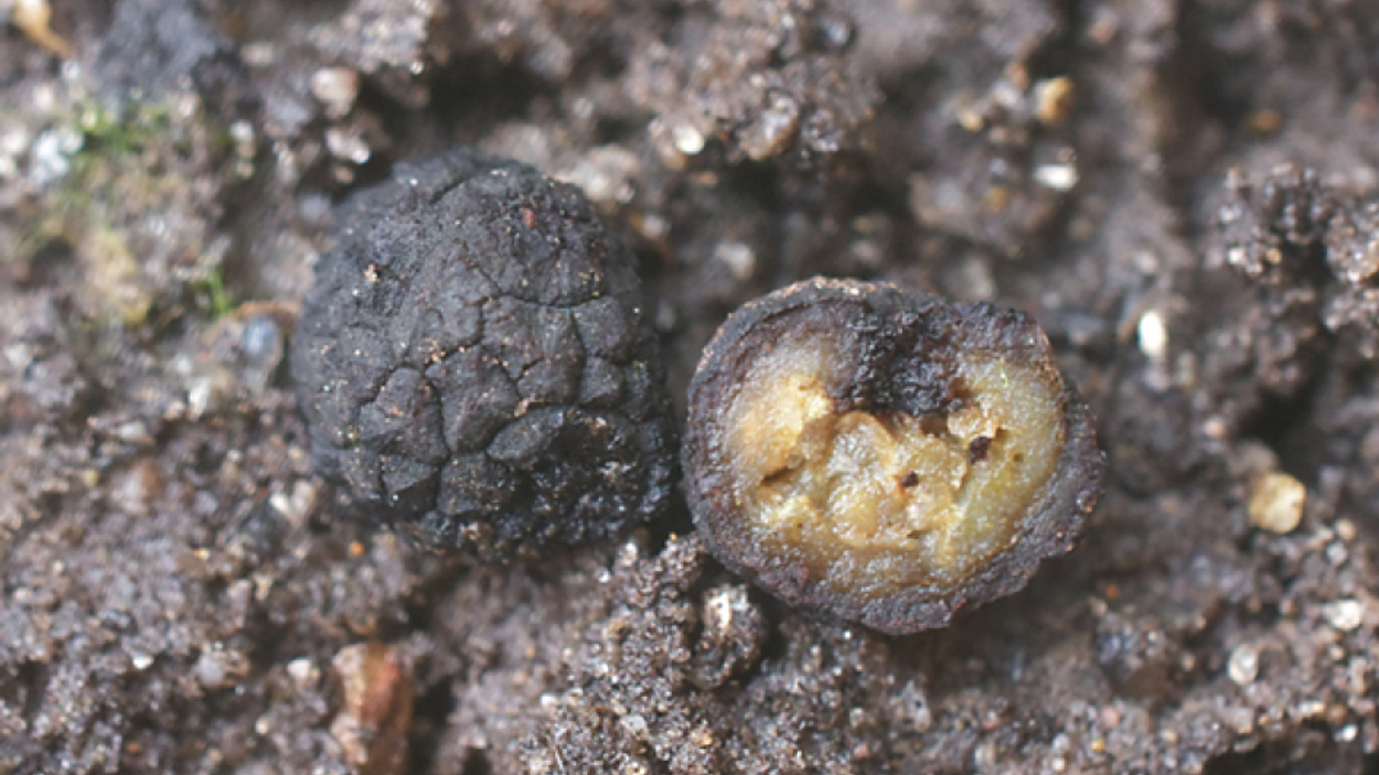 een-nieuwe-truffelsoort-voor-nederland_63debdf99a06c_medium