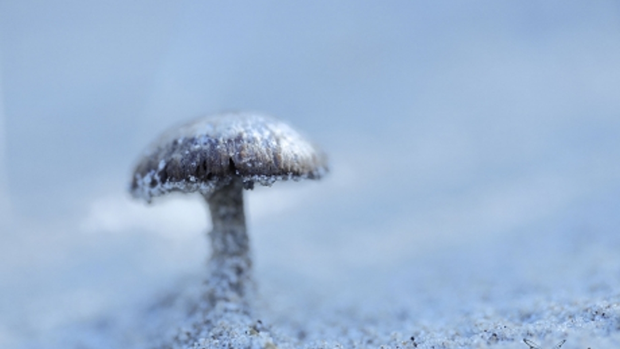 paddenstoel in winter
